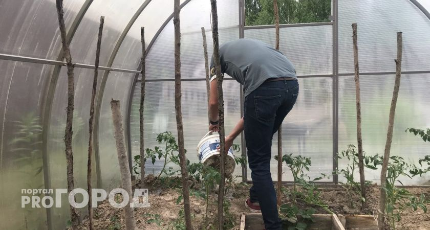 5 овощей, которые я высаживаю под зиму уже 15 лет - собираю богатый ранний урожай на зависть соседям