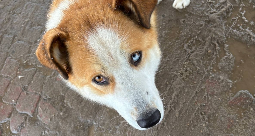Какие собаки – самые адекватные: десять пород с наилучшим поведением