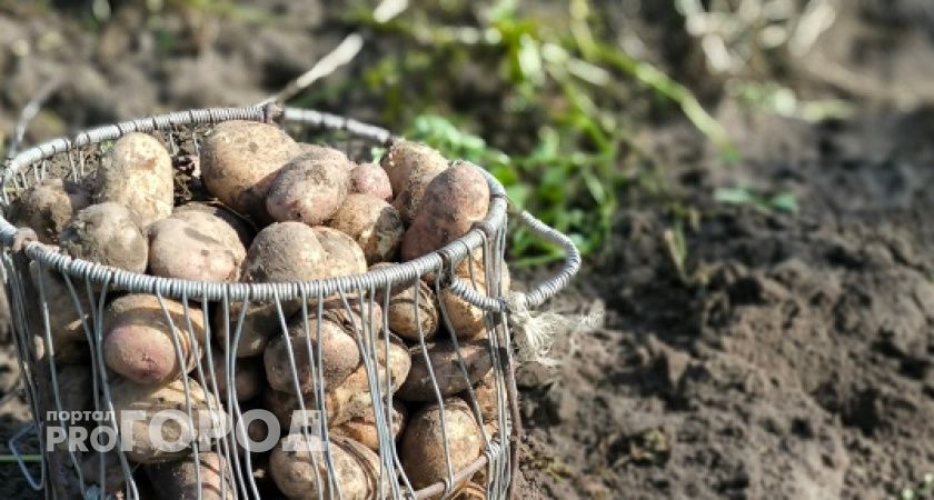 В Коми растет поголовье свиней, но снижается урожай картофеля
