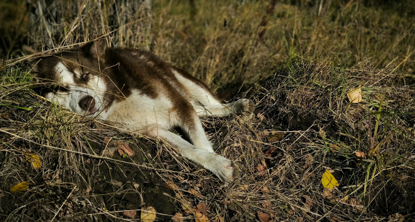 Внушительные на вид, но милые внутри: 6 пород собак, которые удивляют характером