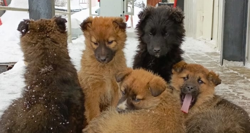 "Идеальный" пес: 5 самых здоровых пород собак, с которыми минимум проблем, назвали генетики