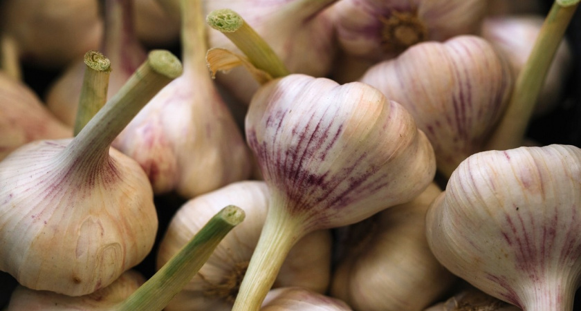 Забудьте о мелком чесноке: определяем идеальные даты посадки в ноябре 2025 по лунному календарю - 6 дат