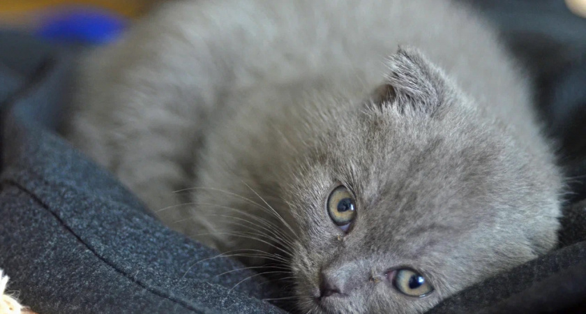 Не 1 и не 3 раза: сколько раз в день нужно кормить кошку - запомните раз и навсегда