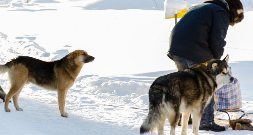 Порода собак, после которой не хочется заводить никакую другую – есть ли такая? Да, и не одна