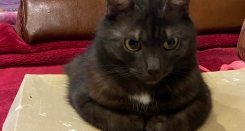 В какой момент наступает кошачья старость - признаки, которые говорят об этом на 100%