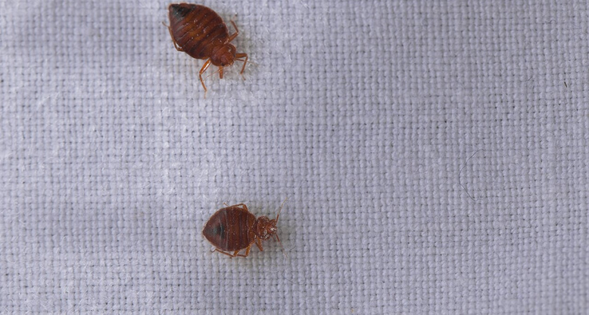 Просто разложить растение и протереть — и постельные клопы сбегут из дома навсегда: как выгнать гадких вредителей