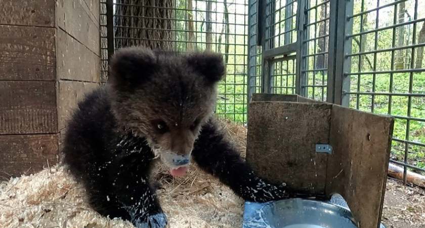 Медвежонок из Коми Кира пока не сможет вернуться домой из Центра спасения