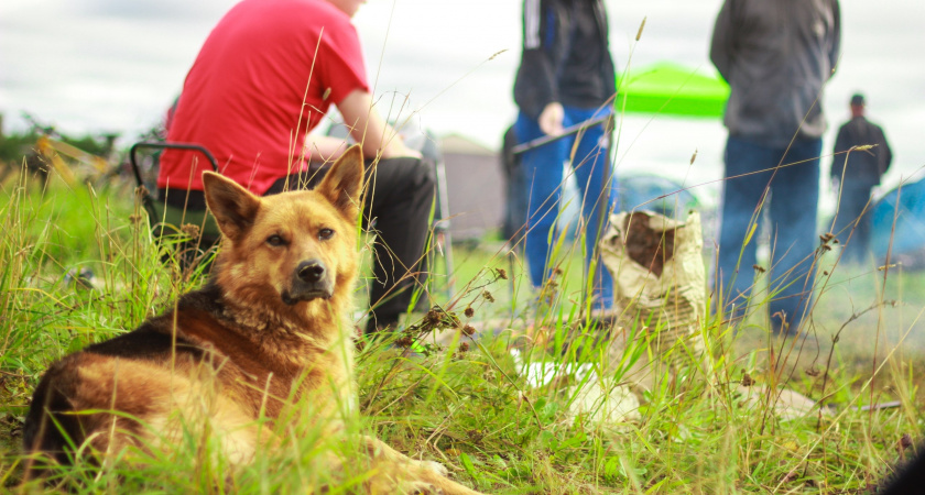 5 гениев среди собак: какие породы официально названы самыми умными на планете