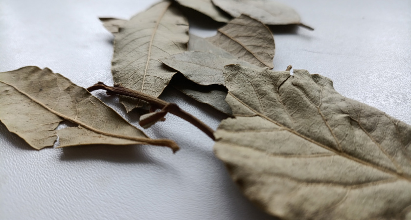 С первыми заморозками кладу лист лавра на батарею — и живу без бед: вот что происходит — разница заметна сразу