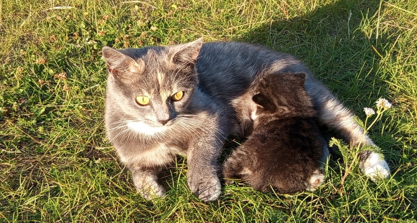 "Не травите этим кошек": в Роскачестве озвучили самые худшие марки корма для питомцев