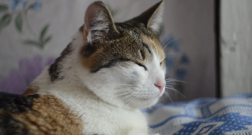 Благодарны ли уличные коты за то, что их забрали домой. Запомните раз и на всю жизнь