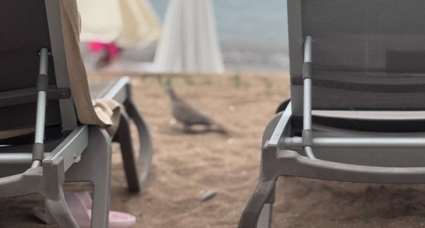 Новый год-2026 под пальмой: во сколько обойдется отпуск у моря на праздники