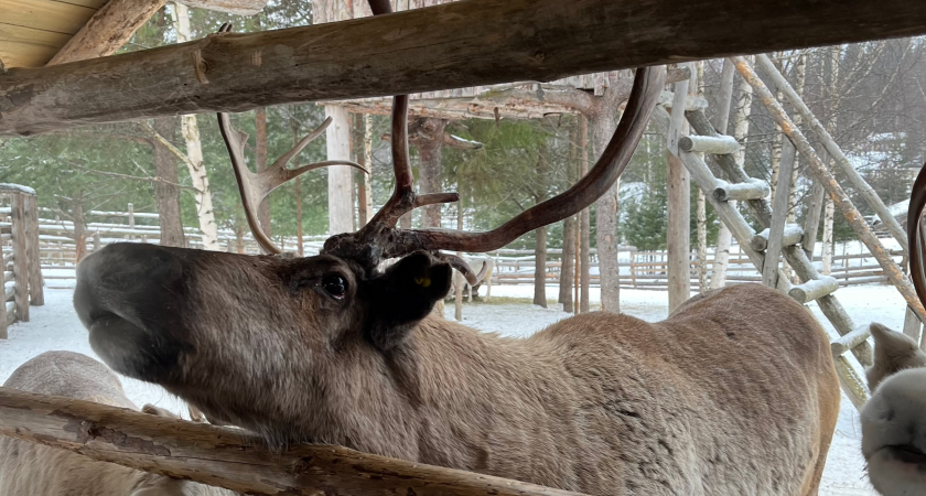 В Коми в одном из заказников стартовал проект по сохранению дикого северного оленя