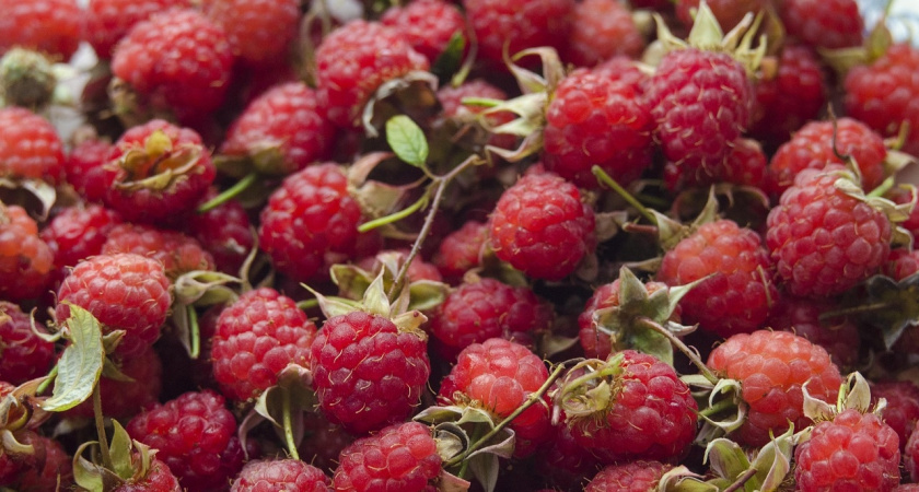 Ремонтантную малину так лучше не обрезать: 3 ошибки - и ягода будет мельче гороха: запомните советы опытных агрономов