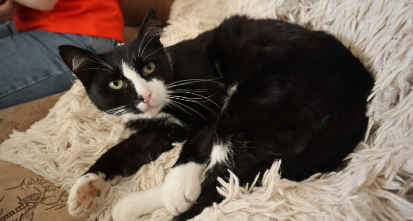 Почему надо радоваться, если кошка при виде вас бежит точить когти