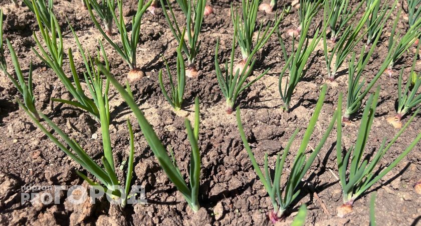 Россельхознадзор выявил нарушения при реализации семян в Коми: изъято более 5 тысяч упаковок