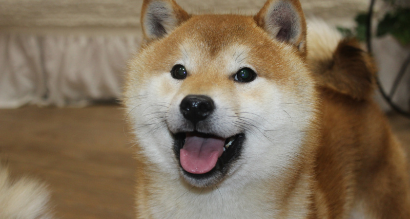 Присутствие собаки улучшает эмоциональное состояние человека — зоопсихологи