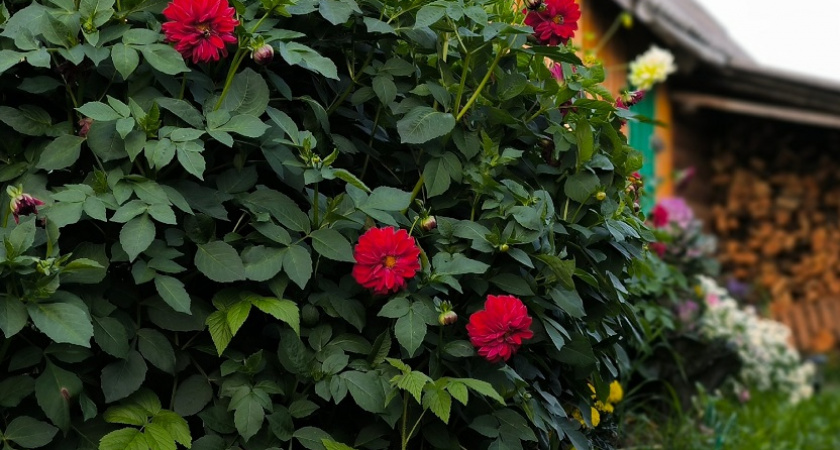 10 необычных садовых цветов, которые нужно сеять на рассаду уже в феврале - пора искать семена