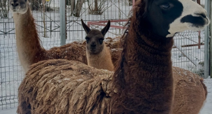 Жители Коми выбрали имя детенышу ламы в сыктывкарском зоопарке