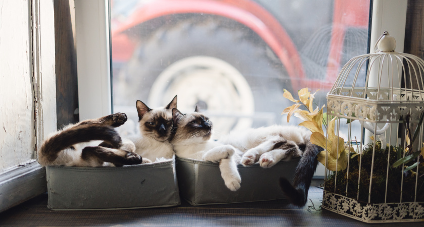 Красивые, но смертельно опасные — не дарите эти цветы владельцам кошек: они могут забрать у питомца жизнь