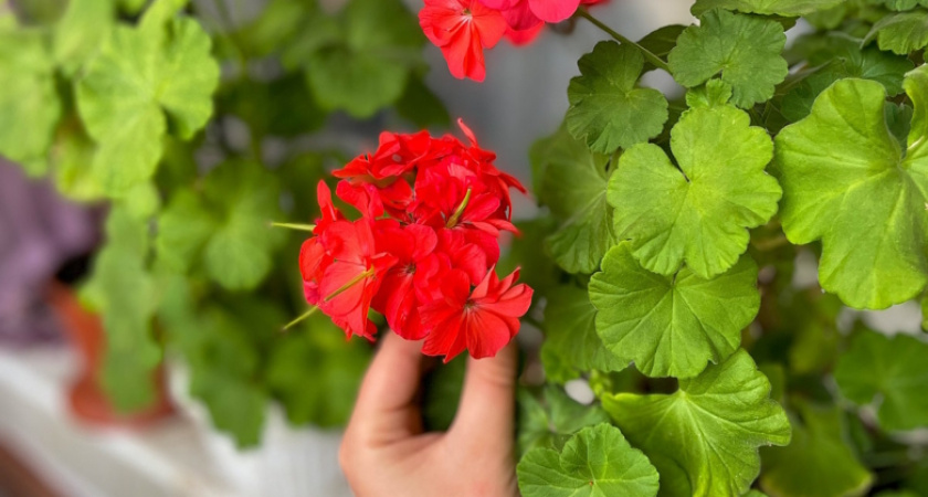 Зимняя реанимация герани: три подкормки, которые вернут жизнь вашему любимому цветку