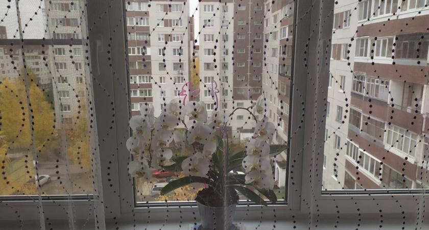 Комнатные цветы в ноябре сдали позиции — одно средство вернуло им буйный цвет за пару дней: снова радуют