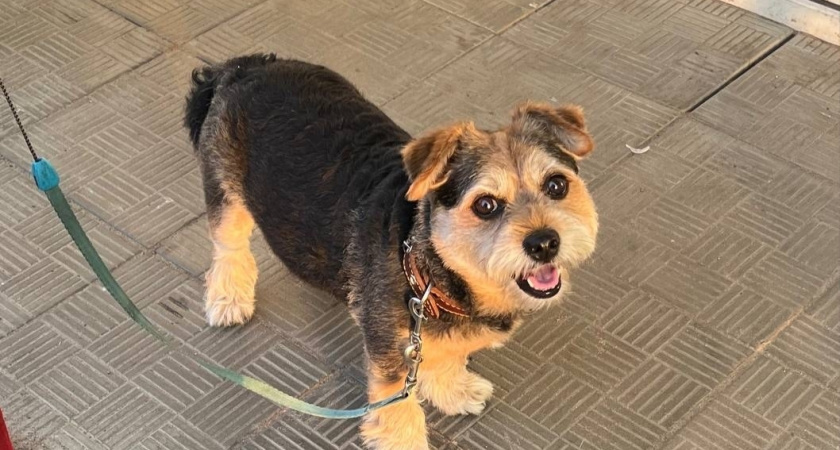 Игрушки для собак: Как не потратить деньги впустую и осчастливить питомца