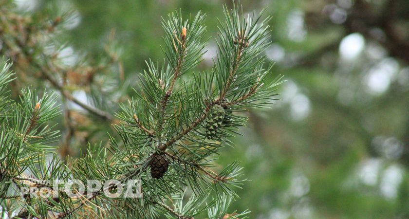 В Коми за незаконную вырубку кедра житель Сыктывкара заплатит крупный штраф