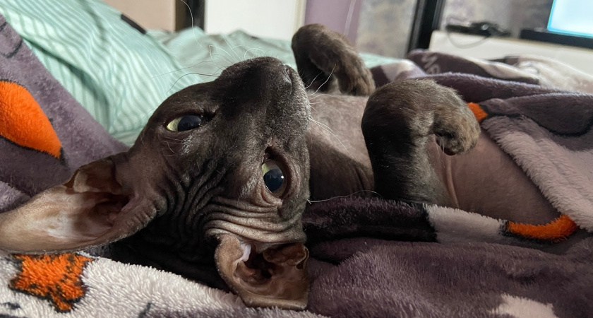 Сколько живут кошки: средние цифры — вранье. Что реально в ваших руках