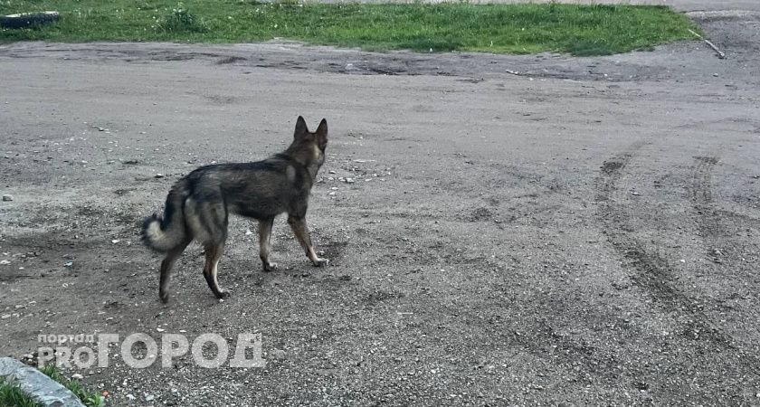 В Коми собака напала на маленькую девочку: прокуратура добилась выплаты компенсации