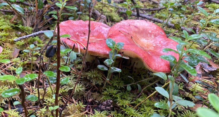 Ученые назвали самый полезный гриб: не шампиньоны, не вешенки и в несколько раз полезнее лисичек