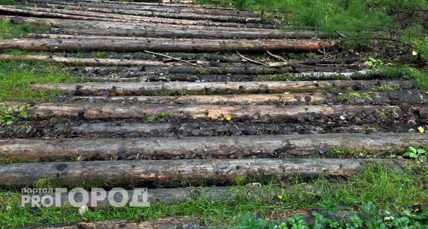 В Коми нелегальный дровосек выплатил долг за вырубку леса спустя 10 лет