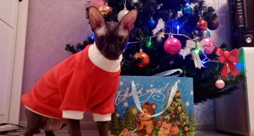 Забудьте про "аромат": как навсегда избавить дом от запаха кошачьего туалета — что сделать, чтобы лоток не вонял