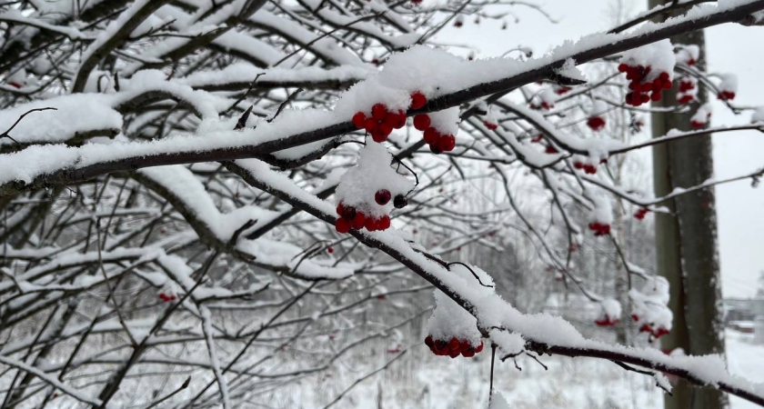 Республику Коми ожидает снежно-дождливый конец ноября с гололедицей и порывистым ветром
