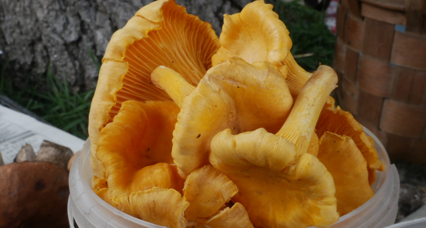 Яд в бульоне. Врач объяснила, из каких съедобных грибов не стоит варить суп