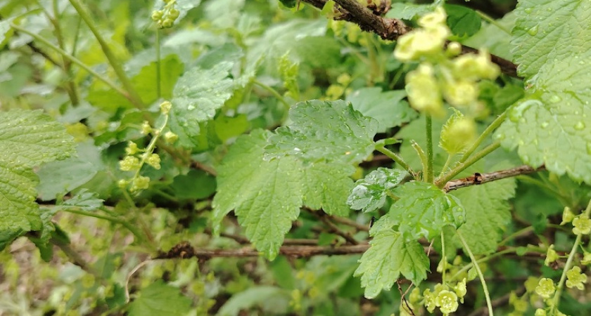 Растет как на дрожжах: Всего одна подкормка — и смородина станет размером с вишню - провереная хитрость