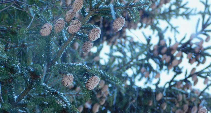 В Республике Коми 2 декабря сохранится плюсовая температура