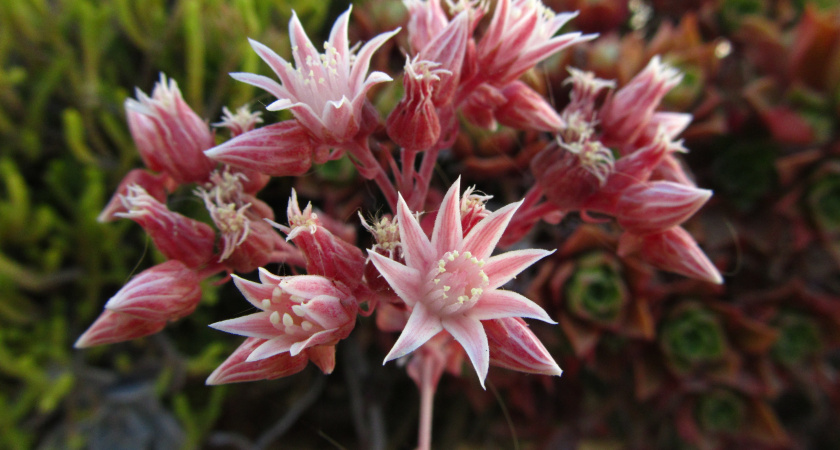 Три простых приема — и дохлый декабрист выпустит цветы: как стимулировать цветение ленивой и чахлой шлюмбергеры