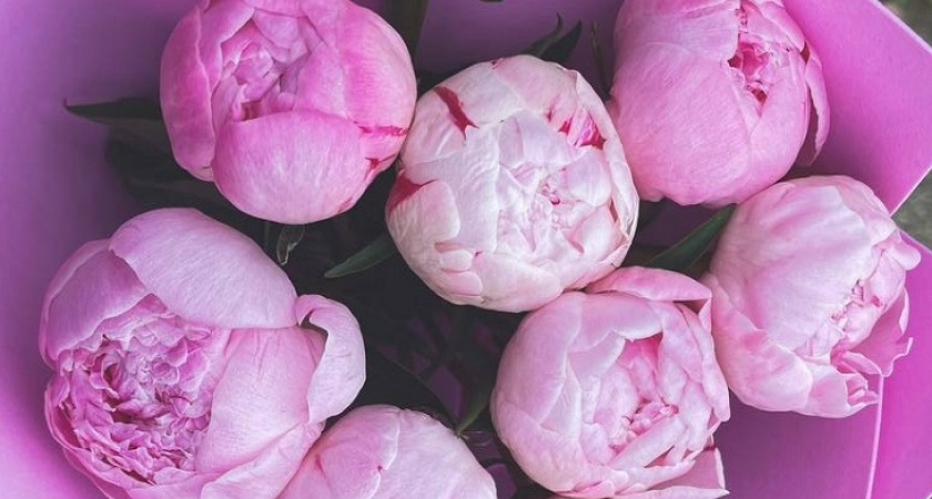 Одной посадки хватит на 25 лет: цветок, который не боится морозов ни дождей