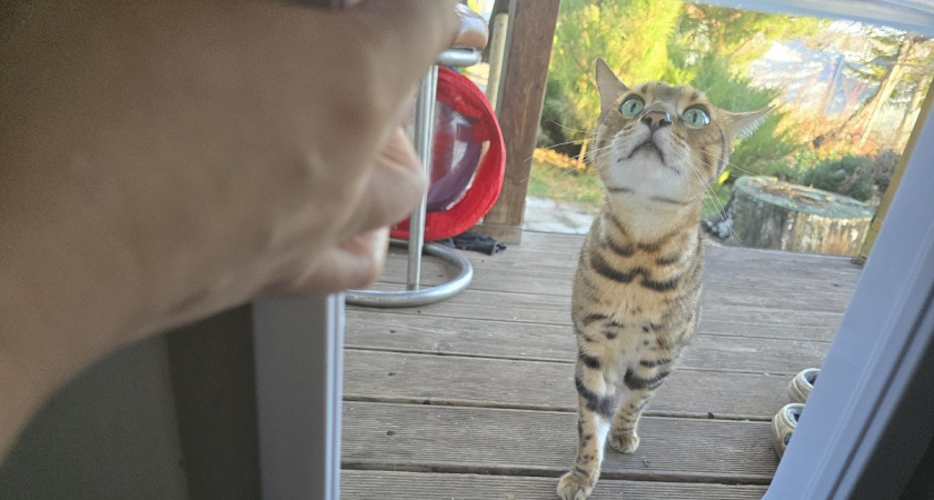 Вместо Мурзиков и Барсиков: смешные кошачьи имена с которыми кот станет легендой