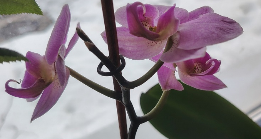 Орхидеям в ноябре — обязательно: 3 капли в воду и в горшок— и даже старый цветонос просыпается и тянется вверх