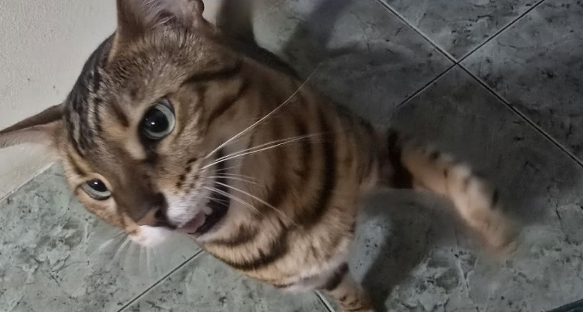 Как кошки разговаривают с нами: гид по кошачьей «речи» - вот что нужно понимать