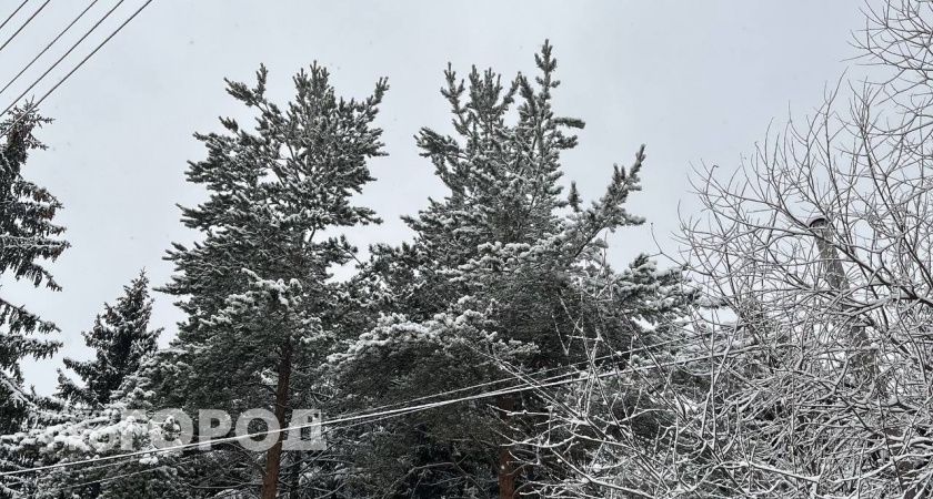 Спасатель из Коми рассказал, что делать при встрече с волком 