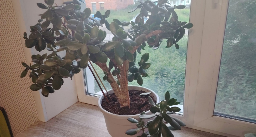 Сыплю под корень раз в 2 недели: денежное дерево дает неистовый рост - схема полива