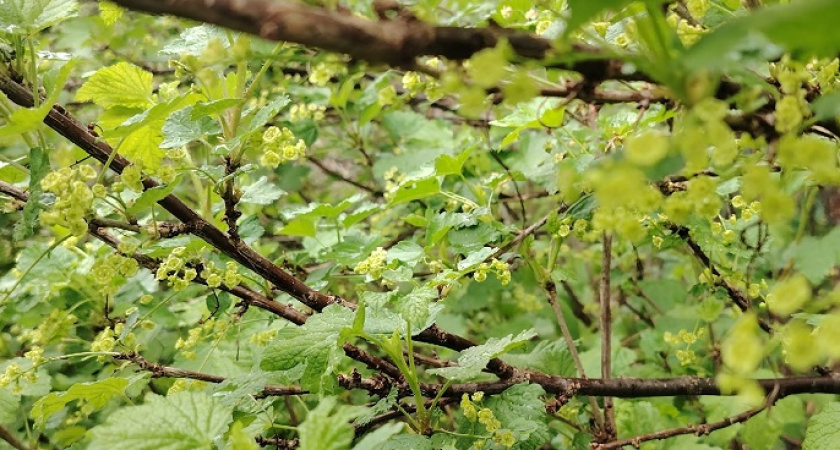 Завершающая обрезка красной, черной и белой смородины: поможет получить большой и сладкий урожай в новом году