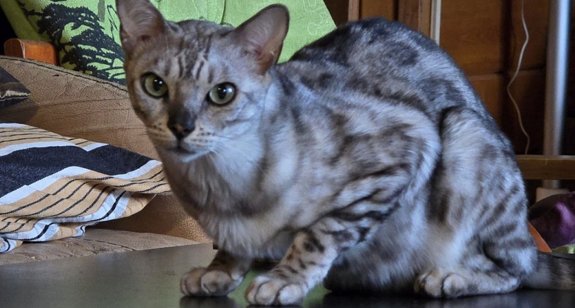 Такие 2 породы котов никогда не убегут от хозяина даже на улице - преданнее любой собаки