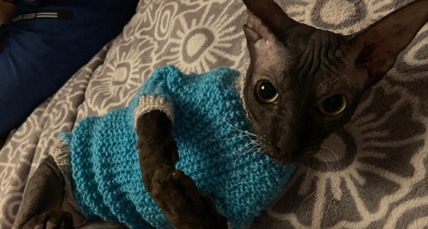 Учёные выяснили, каких людей на самом деле любят кошки, и дело не в еде