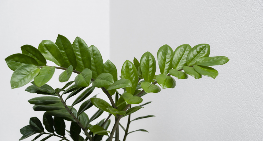 1 гр на 5 литров – и "долларовое дерево" радует новым листом каждую неделю: мартовский лайфхак для замиокулькаса