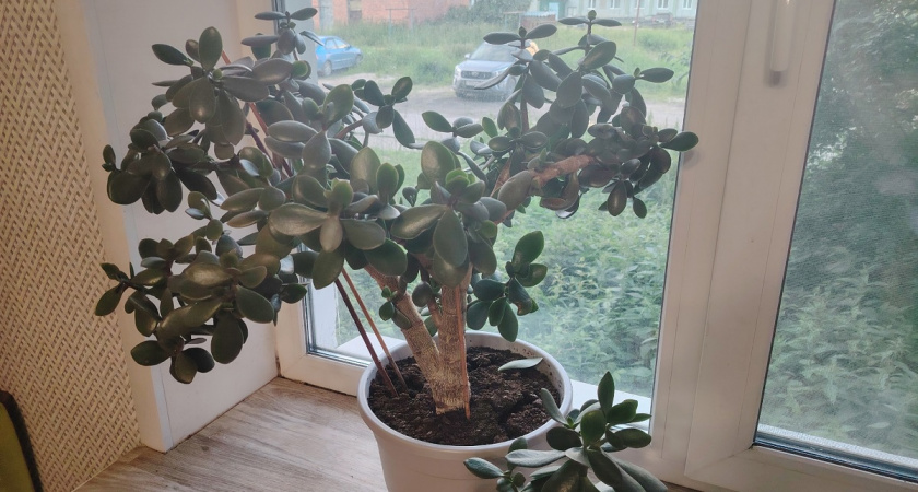 Два стакана для настоя: вот чем обязательно поливать денежное дерево зимой - разрастется до потолка