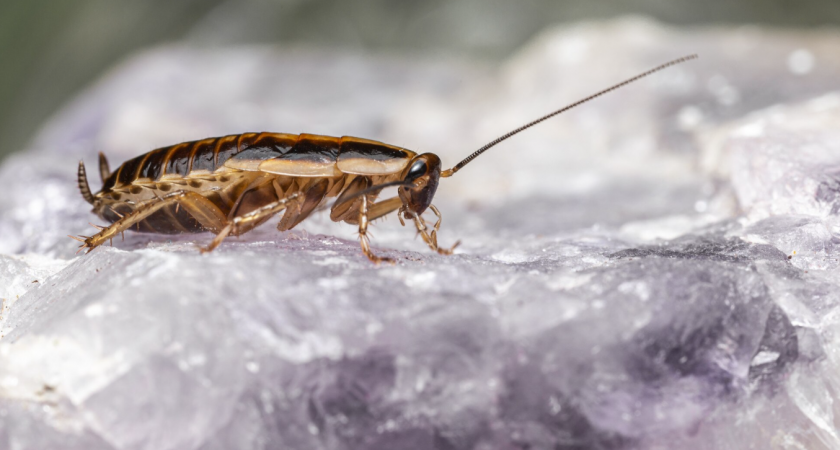 Не только яды и ловушки: запахи и звуки, которые отпугивают тараканов